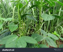 Image result for Cyamopsis tetragonoloba