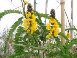Image result for Senna didymobotrya