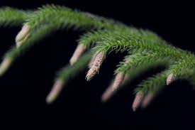 Image result for Lycopodiella cernua