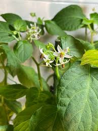 Image result for Solanum scabrum