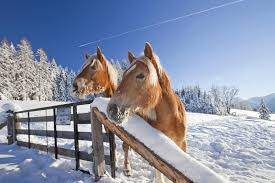 Wann ist dem baron von münchhausen diese geschichte passiert? Pferde Im Winter Eindecken Masterhorse Expertentipp