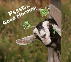 Maybe you would like to learn more about one of these? Funny Good Funny Good Morning Images Quotes Facebook