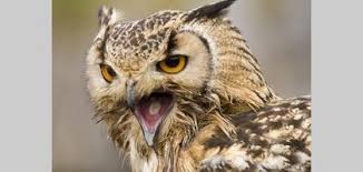 For third edition material, it should be noted that pathfinder does have some descriptions of owlbears and their noises and/or lack thereof, but i'm not sure that system is within the. What Kind Of Sound Does An Owl Make At Night Ehow Owl Owl Species Bird Photography