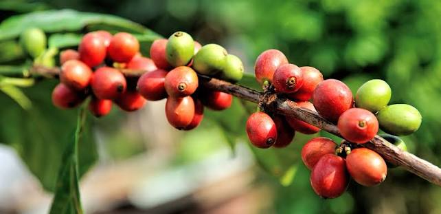 Coffee fields