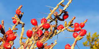 We have something for you. Christmas Cholla Decorates The Desert