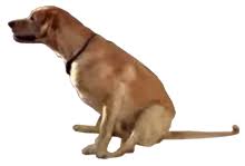 The main suspect is still a uti. How To Empty Express Dog S Anal Glands At Home D For Dog