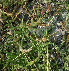 Image result for Danthoniopsis dinteri