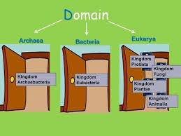 Life Science Three Domains Diagram Quizlet