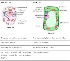 7825996394 B5b9dfa393 O Png 681 593 Cell Membrane Science Science Diagrams