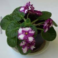 Daca li se ofera conditii potrivite, violetele pot inflori continuu. Laviana Violeta De Camera