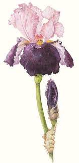 The Botanical Art Society Of Australia Inc Watercolor Flowers Botanical Illustration Botanical Art