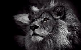 Black And White Lion Wallpaper Iphone Black And White Lion Wallpaper Black And White Lion Lion Wallpaper Lion Photography