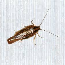 What does a roach treatment program include? Https Lancaster Unl Edu Pest Roach Cockroach 20manual Pdf