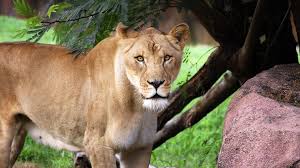 Not only this but, on saturday, 24th july 2021 there was the same thing that happened on twitter in which people start paying tribute to veteran actress lydia mokgokoloshi and alleged that she had passed away. Zola 15 Year Old Lion At The Virginia Zoo Passes Away Firstcoastnews Com