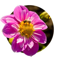 Maybe you would like to learn more about one of these? Flowers Nurseries Flower Festivals Oregon S Mt Hood Territory