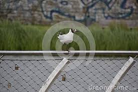 Seemowe Auf Einem Zaun Bilder Fotos Stockfoto