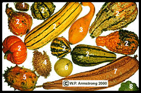 the world of gourds