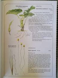 Image result for Xyris natalensis