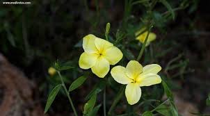 Image result for Menodora