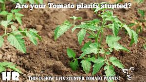 We did not find results for: How To Recover Stunted Tomato Plants Garden Tips Tomatoes Youtube