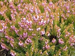 Erica X Darleyensis Is An Early Flowering Heather This Is The Variety Mary Helen Perennials Shrubs Plants