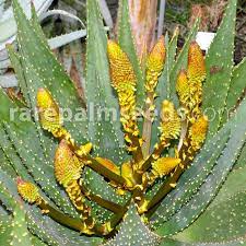 Aloe vera is from succlent family. Aloe Aculeata Ngopanie Aloe Buy Seeds At Rarepalmseeds Com
