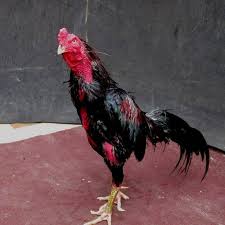 Jika anda melihat ayam dengan bentuk kaki agak siku bila diangkat, dapat dipastikan bahwa ayam tersebut adalah ayam trah juara, terutama jika dipadukan. Ayam Pukul Saraf Ciri Ciri Sisik Jenis Kelebihan Cara Mengobati