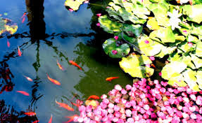 Maka alangkah baiknya, kita yang tinggal di wilayah tropis memiliki kolam ikan hias di teras rumah minimalis kita. Ketahui Perbedaan Pemeliharaan Ikan Hias Di Akuarium Dan Kolam My Blog