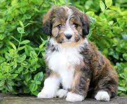 Are you looking for protection for your flock or herd? Australian Shepherd Mix Puppies For Sale Puppy Adoption Keystone Puppies