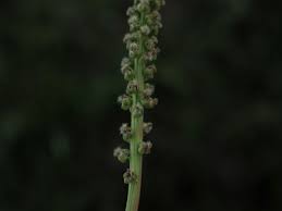 Image result for Juncaginaceae