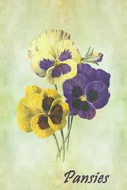 So, i took it upon myself to learn how to paint pansies, and help other interested people in doing so as well. Pansy Flowers Vintage Painting Free Stock Photo Public Domain Pictures