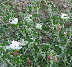 Image result for Capparis fascicularis