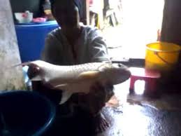 The case is being investigated under section 379 of the penal code for theft. Ibuku Dan Lampam Jawa Youtube