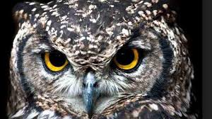Check spelling or type a new query. Ini Dia 9 Cara Mudah Memelihara Burung Hantu Untuk Pemula