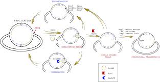 The regulatory mechanisms for dna replication are also more evolved and intricate. Inhibition Of Bacterial Dna Replication By Zinc Mobilization During Nitrosative Stress Pnas
