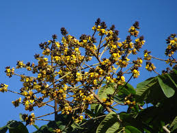 Image result for Centrolobium