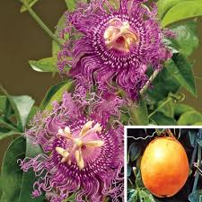 We also deliver funeral flowers and plants , flowers for the casket, sympathy flowers to al funeral homes in the bronx. Maypop Passion Flower Direct Gardening