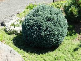 We did not find results for: Chamaecyparis Pisifera Blue Moon Landscape Plants Oregon State University