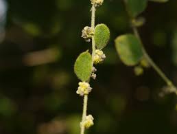 Image result for Cocculus hirsutus