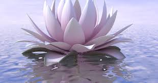 Lotus Flower 3d Models 3d Lotus Flower Models Are Ready For Animation Games And Vr Ar Projects 3d Model Blos Lotus Flower Art Blue Lotus Flower Lotus Image