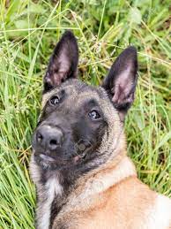 Check spelling or type a new query. Funny Portrait Of A Belgian Shepherd Dog Malinois Lying At Stock Photo Picture And Royalty Free Image Image 102340151