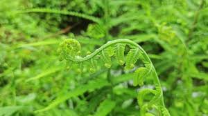 Image result for Ampelopteris