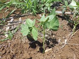 Image result for Phaseolus lunatus