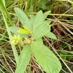 Image result for Eriosema laurentii