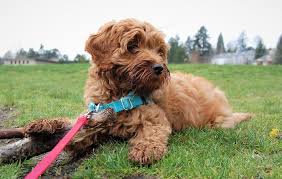 We did not find results for: Teacup Labradoodle Complete Guide To Size Price More