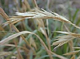 Maybe you would like to learn more about one of these? Bromus Carinatus