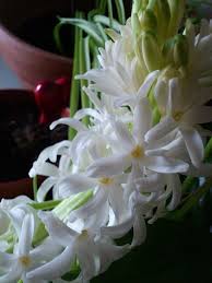 We've searched our database for all the gifs related to bouquet of flowers. The Surprising Power Of Diy Virtual Bouquets