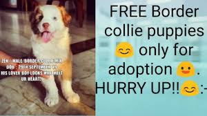 We did not find results for: Border Collie Puppies For Adoption The Y Guide