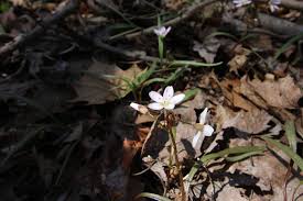Properly chosen, can flourish on any site﻿ attract and. Pa Wildflower Hotspot Guide 35 Wildflower Destinations In Pennsylvania Interesting Pennsylvania And Beyond