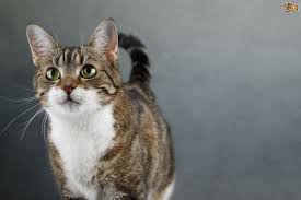 Learn how to spot, treat, and prevent a cat uti in this article. Signs Your Cat May Be Suffering From A Urinary Tract Infection Pets4homes